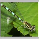 Coenagrion puella - Hufeisen-Azurjungfer Variante w01  keine pulchellum.jpg.jpg